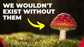 How Fungi Made All Life on Land Possible [upl. by Kolk194]