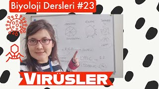 Biyoloji dersleri 23 VİRÜSLER [upl. by Beghtol]