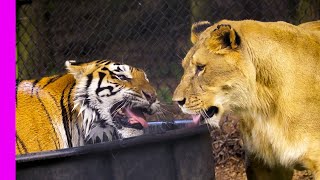 UNUSUAL Interspecies Friendships Compilation  Oddest Animal Friendships  Love Nature [upl. by Kendricks]