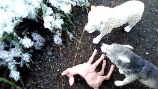 quotHuntingquot a schleich wolf skit [upl. by Dranyer]