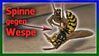 Was passiert beim Todeskampf Spinne vs Wespe [upl. by Anderegg]