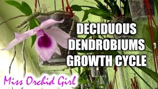 Growth cycle of deciduous Dendrobium orchids [upl. by Mackenzie]