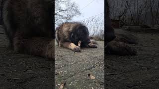 Owtscharka Russischer Schäferhund Russian Shepperd  Big Dog crushes Bone [upl. by Atiuqehc]