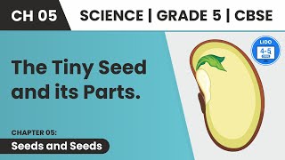 Parts of Seed Seeds And Seeds  Class 5 Science Chapter 5 [upl. by Seed]