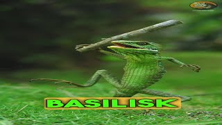 Basilisk  Jesus christ lizard [upl. by How]