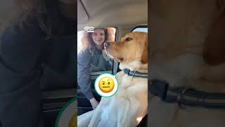 Funny dog refuses to give up the front seat of the car 🚗😂 🎥 Regina Macbeth via ViralHog [upl. by Verlee]