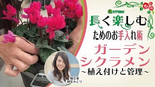 🌸08ガーデンシクラメンの育て方 植えつけと管理 長く楽しむためのお手入れ術 [upl. by Solita]