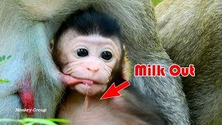 BABY MONKEY JANNA GOT WRONG MILK MILK DROP OUT [upl. by Surovy]