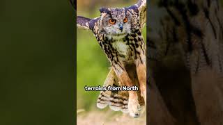 eagle owl  Found Largest Owl in the World [upl. by Rednasxela]