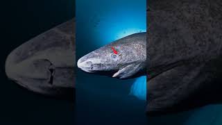 Scientists discover Greenland sharks can live for 400 years [upl. by Seabrooke]