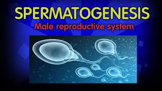 Spermatogenesis class 12  structure of sperm  Human reproduction  Embryology  physiology [upl. by Introc]