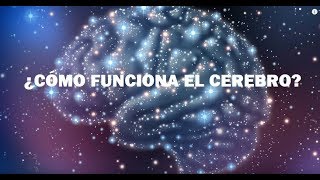 ¿Cómo Funciona el Cerebro Humano [upl. by Emmaline]