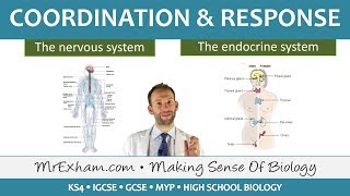 Coordination and Response  GCSE Biology 91 [upl. by Mikahs]