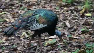 Ocellated Turkey Meleagris ocellata at Tikal site [upl. by Htabazile]