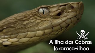 A ilha das Cobras 🐍 Jararaca ilhoa [upl. by Fini697]