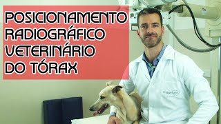 Posicionamento radiográfico veterinário do tórax [upl. by Gerta82]