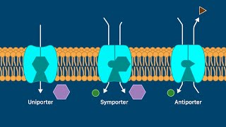 Transport by Carrier Proteins [upl. by Wisnicki860]