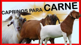 TRES JUGOSAS RAZAS DE CAPRINOS PARA CARNE ツ❤♑ [upl. by Kcim818]