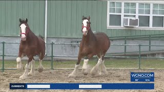 Budweiser Clydesdale horses arrive in New Orleans for Mardi Gras parades [upl. by Lauzon]