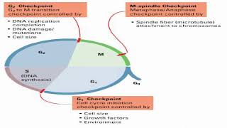 Cell Cycle Checkpoints Controls [upl. by Mailliw]