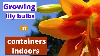 Growing Lily Bulbs Indoors  planting lilies in containers 🌱 [upl. by Amaso]