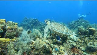 Dr Scuba Presents Roatan Scuba Diving May 2022 [upl. by Aremus]