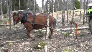 skogskörning med godkänd ardenner hingst [upl. by Nnyl]