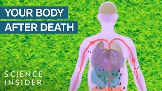 What Happens To Your Body After You Die [upl. by Airdnola]