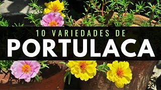 10 Variedades de PORTULACA o AMOR DE UN RATO [upl. by Daht598]