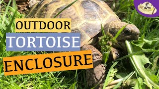 We Built an Outdoor Enclosure for Tortoises Horsfield Tortoise Outdoor Enclosure [upl. by Bronson]