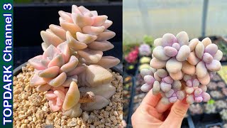 10 Lindas Variedades de Graptopetalum [upl. by Isacco]