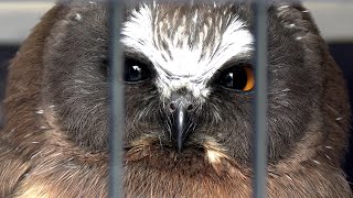 NORTHERN SAW WHET OWL RELEASE 2024 [upl. by Burt]