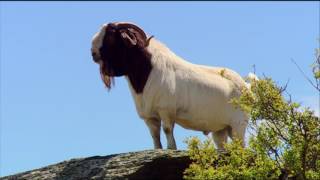 Boer Goat Farming [upl. by Brightman420]