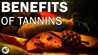 Benefits to Tannins in YOUR Aquarium  What are Tannins in an Aquarium  MR BRIGHTFRYED [upl. by Eedrahc137]