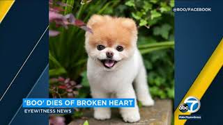 Boo the Pomeranian dies of broken heart owners say  ABC7 [upl. by Wye]