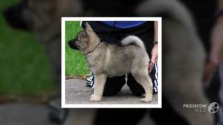 Norwegian Elkhound Dog breed [upl. by Calandra139]