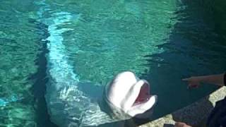 Beethoven the Beluga Whale Whale Sounds [upl. by Faubion]