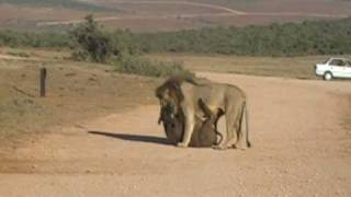 Lions Kill two Buffalo in Addo reserveSouth Africa [upl. by Arihaj755]