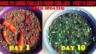 How to Grow Chillies from Chillies at Home Fast N Easy [upl. by Puri273]