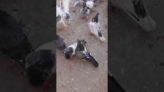 pigeon kabutar aliwalakabutar [upl. by Littlejohn57]