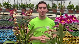 Orchidées à bulbes  présentation et conseils d’entretien Cambria Miltonia Oncidium Zygopetalum [upl. by Ecerahs186]