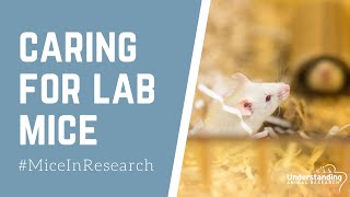 Caring for laboratory mice [upl. by Graehl]