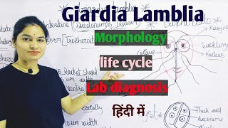 Giardia Lamblia  Morphology  Life Cycle  Lab Diagnosis  Giardiasis in hindi [upl. by Aizan]