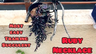 RUBY NECKLACE MOST EASY TRAILING SUCCULENT  CARE TIPS [upl. by Aeikan618]