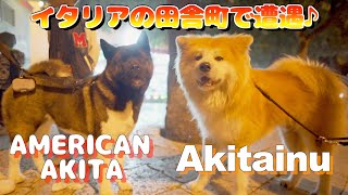 Akita Inu 🇯🇵 and American Akita 🇺🇸 met in Italy 🇮🇹 [upl. by Fenny]