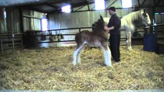 CUTEST FOAL EVER  Oak Grove Frank the Clydesdale Foal [upl. by Aicella]