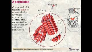 Cytology Lecture 2 for medical students [upl. by Freed]