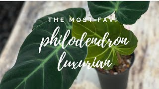 Philodendron luxurians [upl. by Sarina]