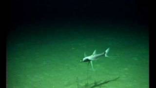 Tripod fish eyeballs ROV at 1443m deep [upl. by Aicilev132]