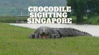 Compilation of Crocodile Sighting Singapore  Crocs Outside Zoo In Singapore Compilation Videos [upl. by Eatnad]